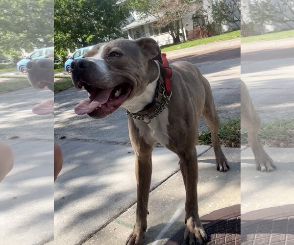 Medium Photo #2 Catahoula Leopard Dog-Unknown Mix Puppy For Sale in Sanford, FL, USA
