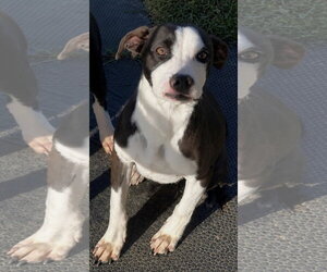 Mutt Dogs for adoption in Sistersville, WV, USA