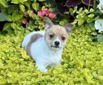 Small Fox Terrier (Smooth)