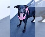 Small #3 Labrador Retriever