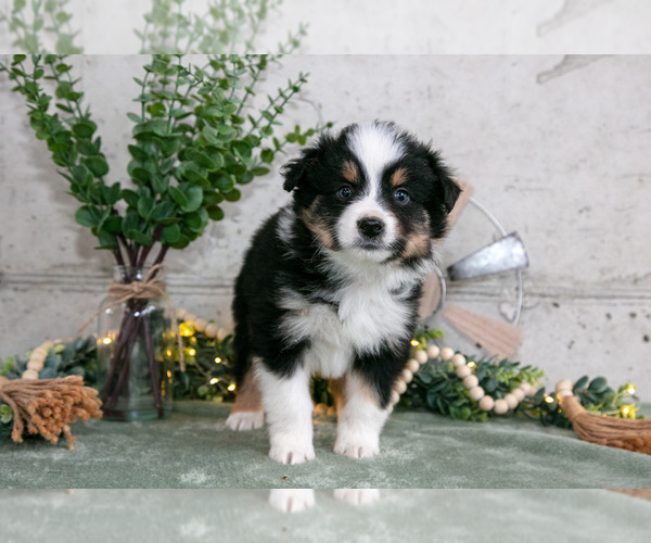 Medium Photo #3 Australian Shepherd Puppy For Sale in CAMDEN, MI, USA