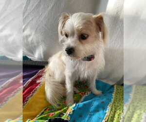 Havanese-Unknown Mix Dogs for adoption in Genesee, WI, USA