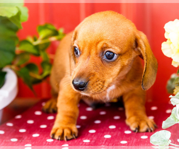 Medium Photo #9 Dachshund Puppy For Sale in WAKARUSA, IN, USA