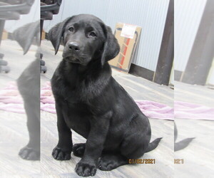 Labrador Retriever Puppy for sale in SARCOXIE, MO, USA