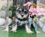 Small Schnauzer (Miniature)