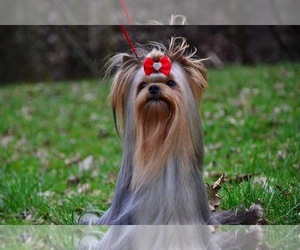 Yorkshire Terrier Litter for sale in DRY PRONG, LA, USA