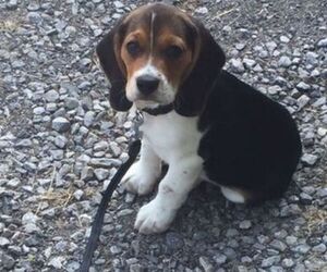 Beagle Puppy for sale in HAMBURG, NY, USA