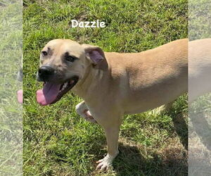 Dazzle - Female Mutt Dog for Adoption - Photo #5