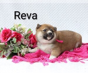 Medium Shiba Inu