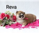 Puppy 2 Shiba Inu