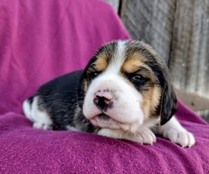 Beagle Puppy for Sale in COLVILLE, Washington USA