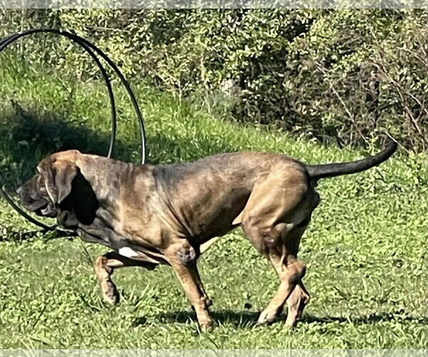 Medium Photo #5 Brazilian Mastiff Puppy For Sale in Jasper, AL, USA