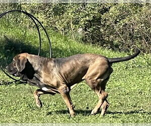 Oro - Male Brazilian Mastiff Dog for Adoption - Photo #5