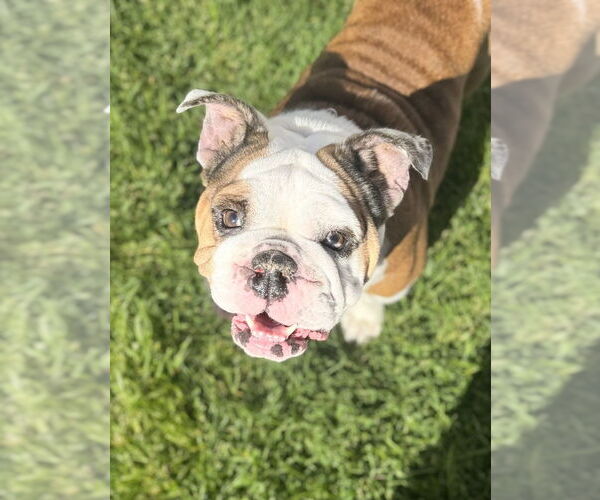 Medium Photo #2 Bulldog Puppy For Sale in San Diego, CA, USA