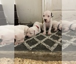 Small Photo #31 Dogo Argentino Puppy For Sale in ARLINGTON, TX, USA