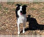 Small Border Collie