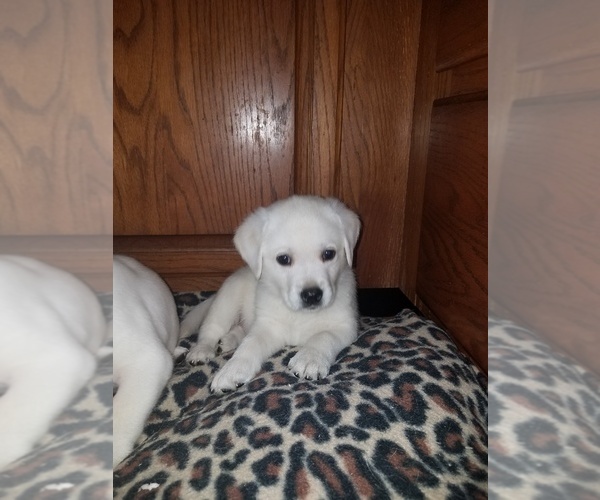 Medium Photo #3 Labrador Retriever Puppy For Sale in PRINCETON, MN, USA