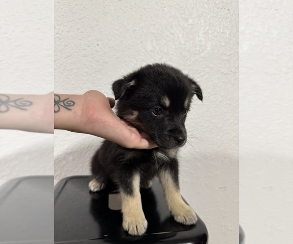 Medium Photo #8 Pomsky Puppy For Sale in DAVENPORT, FL, USA