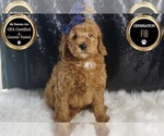 Puppy Kobe F1B Goldendoodle (Miniature)