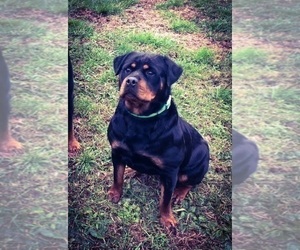 Mother of the Rottweiler puppies born on 06/09/2026