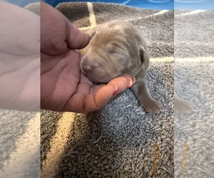 Labrador Retriever Puppy for sale in OSYKA, MS, USA