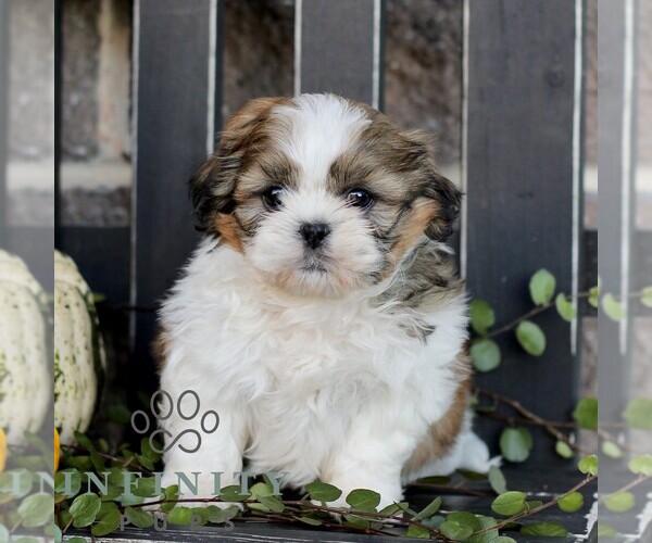 Medium Photo #3 Shih Tzu Puppy For Sale in GORDONVILLE, PA, USA