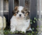 Maxwell - Male Shih Tzu Puppy for Sale - Photo #3