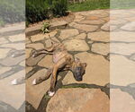 Small #9 Boxer Mix