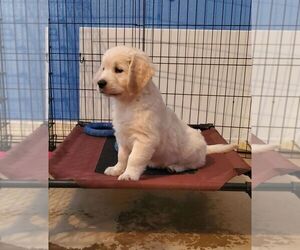 English Cream Golden Retriever Puppy for Sale in PENNINGTON, Texas USA