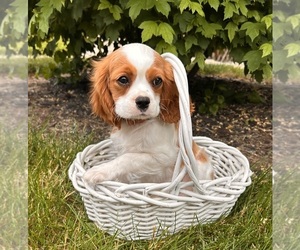 Cavalier King Charles Spaniel Puppy for sale in MIDDLEBURY, IN, USA