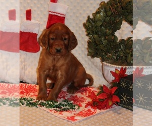 Irish Setter Puppy for sale in LINDEN, WI, USA
