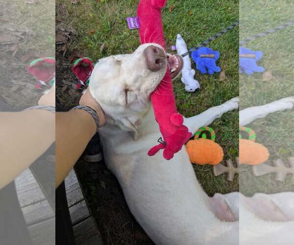 Medium Photo #2 Mutt Puppy For Sale in Thomasville, NC, USA