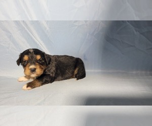 Medium Golden Mountain Dog