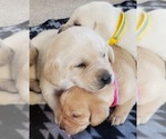 Puppy Pink collar Labrador Retriever