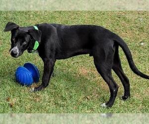 Labrador Retriever-Unknown Mix Dogs for adoption in Perry, GA, USA