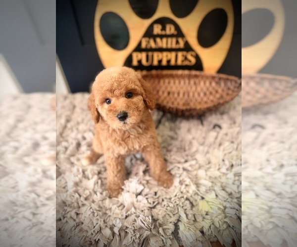 Medium Photo #3 Poodle (Standard) Puppy For Sale in CROSSVILLE, TN, USA