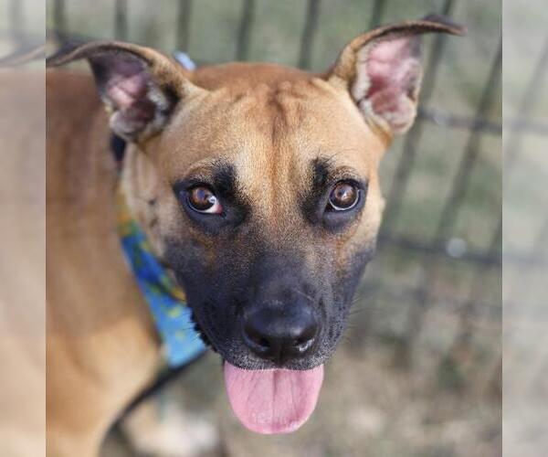Medium Photo #1 Black Mouth Cur Puppy For Sale in San Antonio, TX, USA