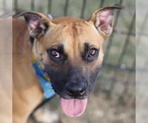 Black Mouth Cur Dogs for adoption in San Antonio, TX, USA