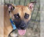 Small Black Mouth Cur
