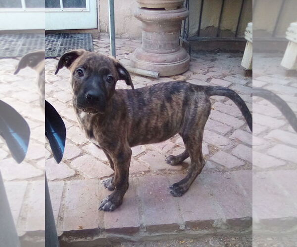 Medium Photo #8 Mutt Puppy For Sale in Apple Valley, CA, USA