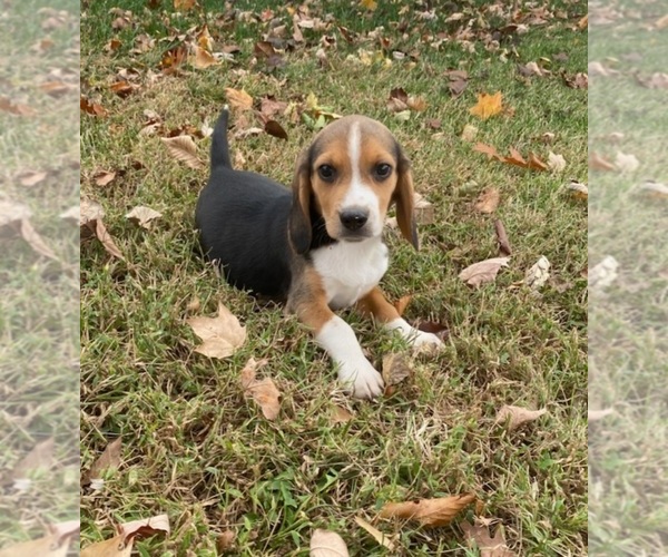 View Ad Beagle Puppy for Sale near Kentucky, BOWLING GREEN, USA. ADN