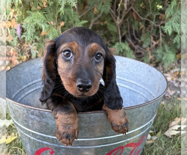 Medium Photo #2 Dachshund Puppy For Sale in MIDDLEBURY, IN, USA