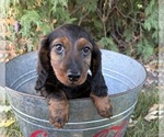 Dominic - Male Dachshund Puppy for Sale - Photo #2