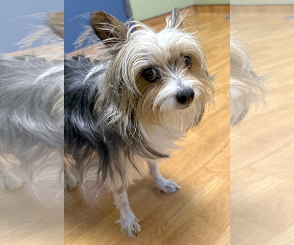 Medium Photo #3 Mutt Puppy For Sale in Mount Airy, NC, USA