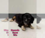 MOZZARELLA - Female Mutt Dog for Adoption - Small photo