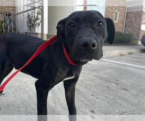 American Staffordshire Terrier-Unknown Mix Dogs for adoption in Grand Prairie, TX, USA