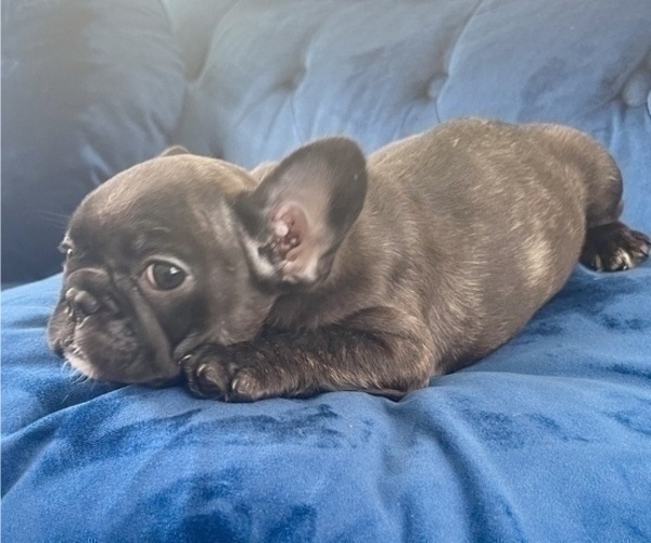 Medium Photo #1 French Bulldog Puppy For Sale in JACKSON, MS, USA