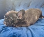 Small Photo #1 French Bulldog Puppy For Sale in JACKSON, MS, USA