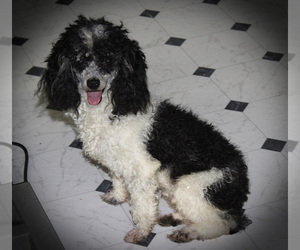 Father of the Poodle (Toy) puppies born on 04/24/2025