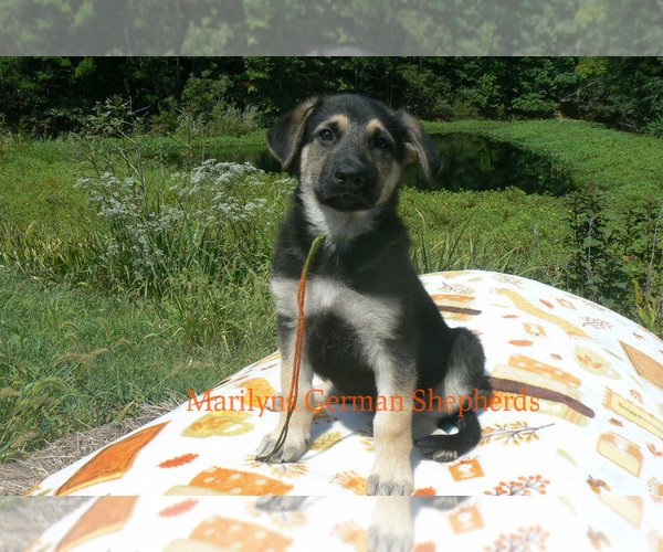 Medium Photo #3 German Shepherd Dog Puppy For Sale in PIEDMONT, MO, USA